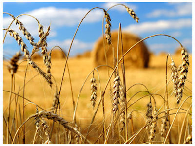 Hay Field