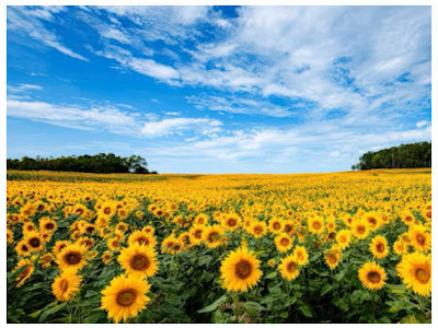 Sunflowe Field
